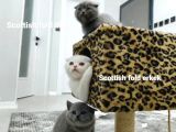 Reng Reng British Shorthair Safkan Yavrular