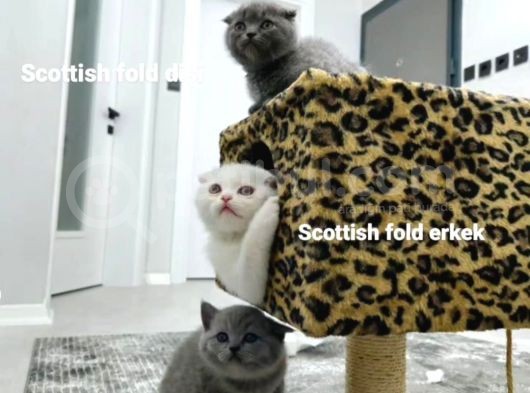 Reng Reng British Shorthair Safkan Yavrular görsel