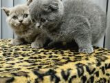Aile Sıcaklığnda Büyüyen  Scottish Fold British Yvrlr