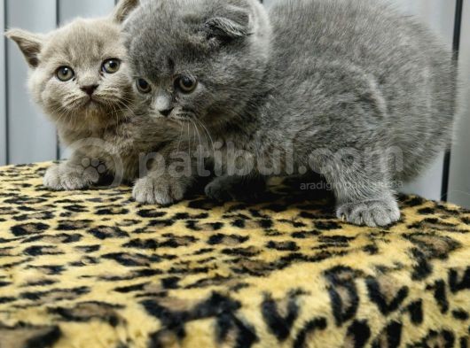 Aile Sıcaklığnda Büyüyen  Scottish Fold British Yvrlr görsel