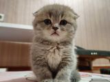 Aile Sıcaklığnda Büyüyen  Scottish Fold British Yvrlr