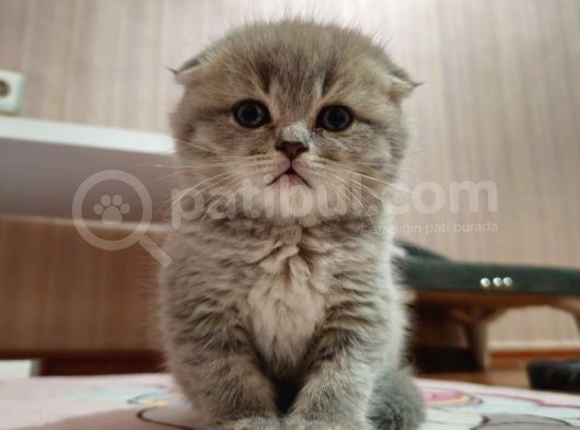 Aile Sıcaklığnda Büyüyen  Scottish Fold British Yvrlr görsel