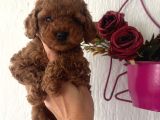 Muhteşem toy poodle bebekler