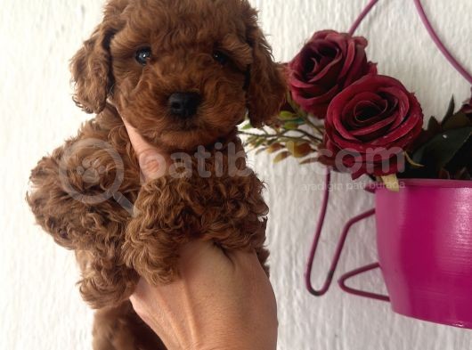 Muhteşem Toy Poodle Bebekler