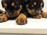A Sınıfı Rottweiler Erkek Dişi 2 Aylık Yavrular