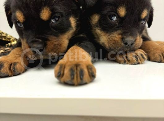 A Sınıfı Rottweiler Erkek Dişi 2 Aylık Yavrular görsel
