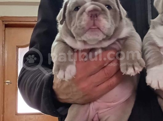 Si̇teni̇n En Renkli̇ Yavrulari görsel