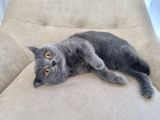 Ücretsiz Cins Kedi Sahiplendirme Izmir