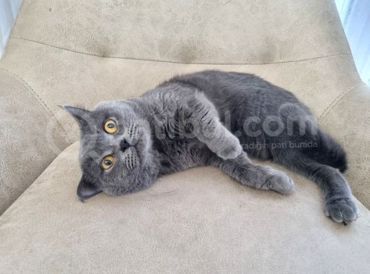 Ücretsiz Cins Kedi Sahiplendirme Izmir görsel