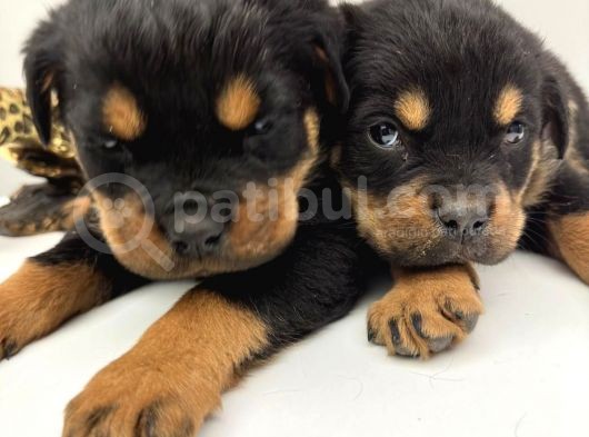 A Sınıfı Rottweiler Erkek Dişi 2 Aylık Yavrular görsel