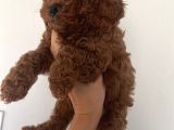 Muhteşem Toy Poodle Bebekler