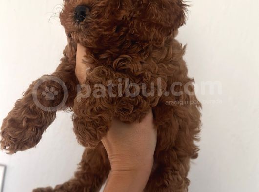 Muhteşem Toy Poodle Bebekler görsel