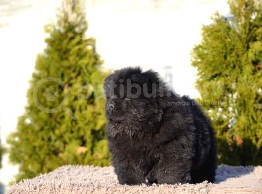 Chow Chow Bebekler