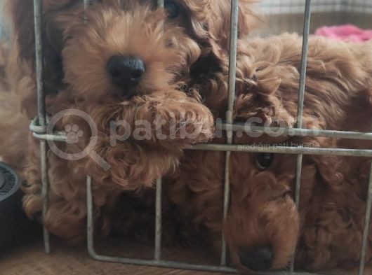 A Scr Muhteşem Toy Poodle  Yavrularimiz görsel