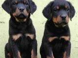 Koca Kafa rottweiler yavruları