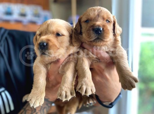 Bebek Yüzlü Golden A Kali̇te Irk görsel
