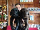 Çikolata Ve Siyah Labrador Retriever Yavrularımız