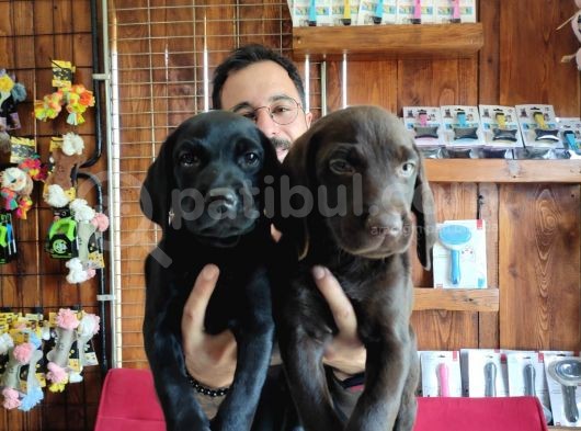 Çikolata Ve Siyah Labrador Retriever Yavrularımız görsel