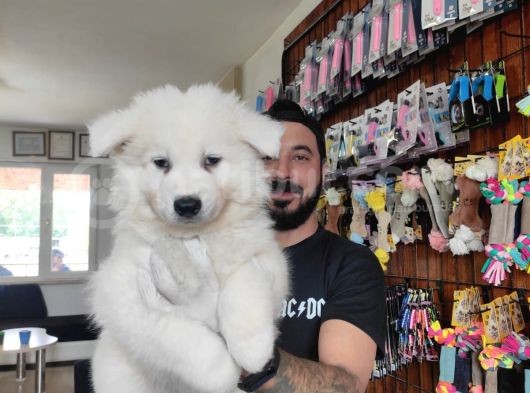 Ayi̇ Yavrusu Samoyed A Kali̇te Irk görsel