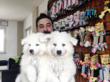 AYİ YAVRUSU SAMOYED A KALİTE IRK