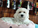 Bembeyaz Maltese Terri̇er 0 Numara