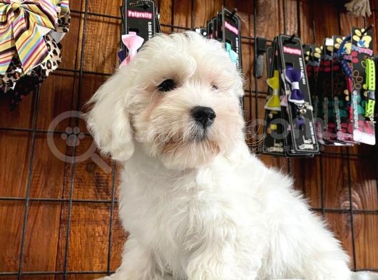 Bembeyaz Maltese Terri̇er 0 Numara görsel