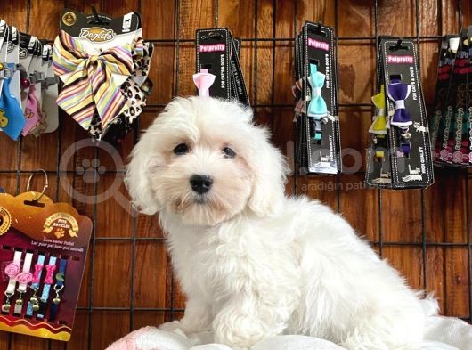 Bembeyaz Maltese Terri̇er 0 Numara