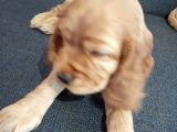 Ücretsiz Cins Köpek Sahiplendirme Ankara