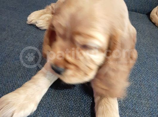 Ücretsiz Cins Köpek Sahiplendirme Ankara görsel