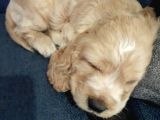 Ücretsiz Cins Köpek Sahiplendirme Ankara