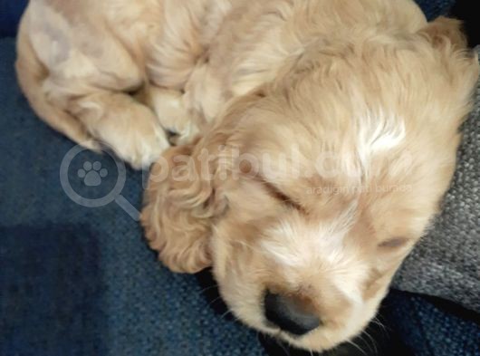 Ücretsiz Cins Köpek Sahiplendirme Ankara görsel