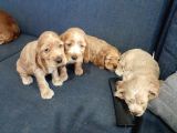 Ücretsiz Cins Köpek Sahiplendirme Ankara
