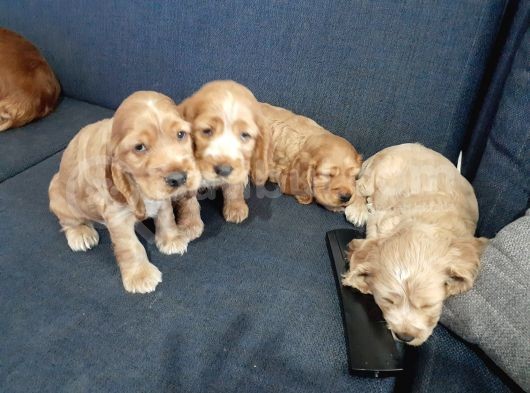 Ücretsiz Cins Köpek Sahiplendirme Ankara görsel