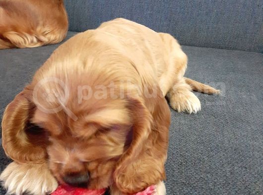Ücretsiz Cins Köpek Sahiplendirme Ankara görsel