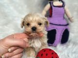Mikro Teacup Maltipoo Güzelleri