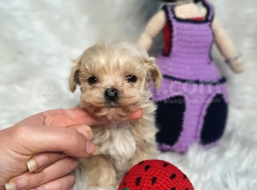 Mikro Teacup Maltipoo Güzelleri görsel
