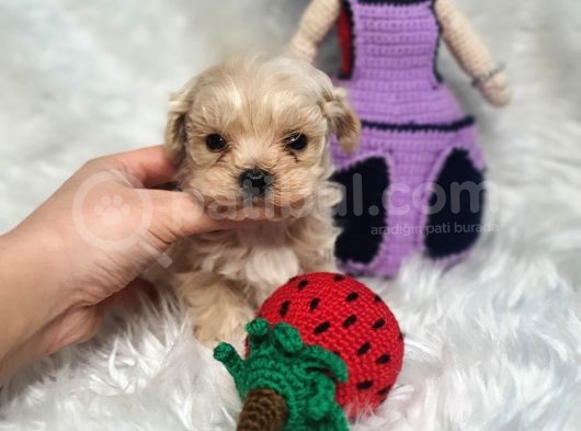 Mikro Teacup Maltipoo Güzelleri