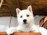 Beyaz Husky Yavrularımız A Kalite