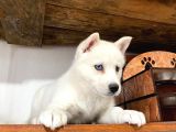 Beyaz husky yavrularımız a kalite