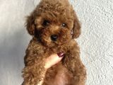 Muhteşem Toy Poodle Bebekler