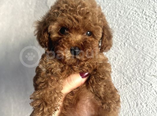 Muhteşem Toy Poodle Bebekler görsel