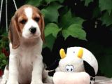 Elizabeth Beagle Bebekler