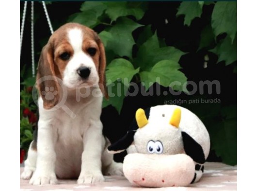 Elizabeth Beagle Bebekler görsel