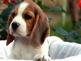 Elizabeth beagle bebekler