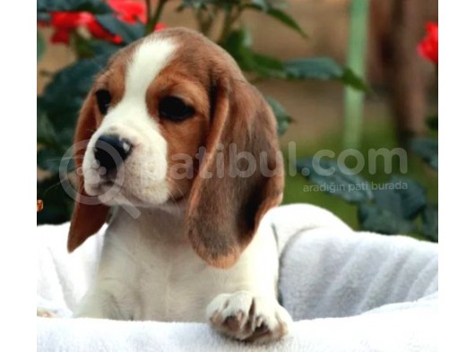 Elizabeth Beagle Bebekler