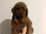 Muhteşem Toy Poodle Bebekler
