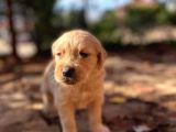 Tık Tık Tık Eyi Günler Evinizin Yeni Üyeleri Kızıl Golden