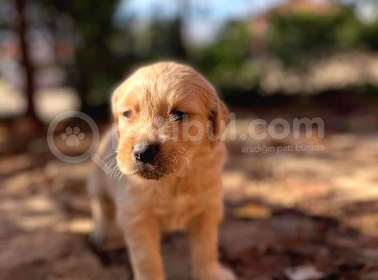 Tık Tık Tık Eyi Günler Evinizin Yeni Üyeleri Kızıl Golden görsel
