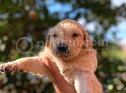 Tık Tık Tık Eyi Günler Evinizin Yeni Üyeleri Kızıl Golden görsel