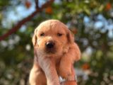 Tık tık tık eyi günler Evinizin yeni üyeleri kızıl golden
